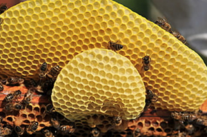 bee hive removal in miami